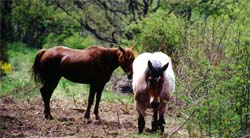 Des chevaux ...